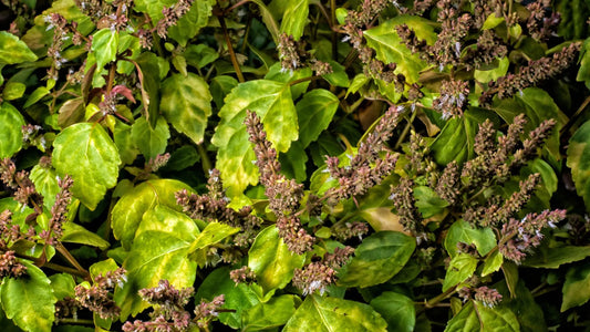 patchouli profumo