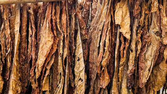 Profumi al Tabacco
