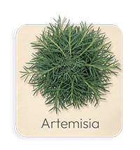 Artemisia