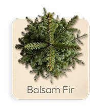 Abete Balsamo