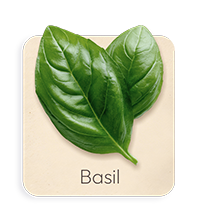 Basilico