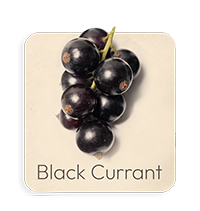 Ribes Nero