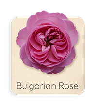 Rosa Bulgara
