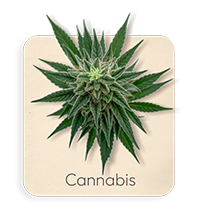 Cannabis