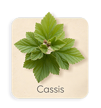 Cassis