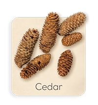 Cedro