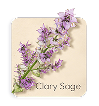 Salvia Sclarea