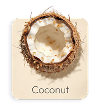 Cocco