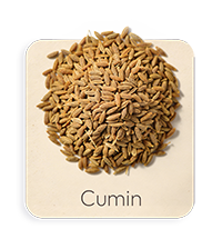 Cumino