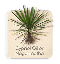 Olio di Cypriol o Nagarmotha
