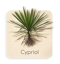 Cipriolo o Nagarmotha