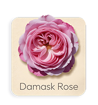 Rosa di Damasco