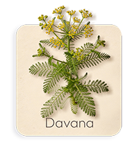 Davana
