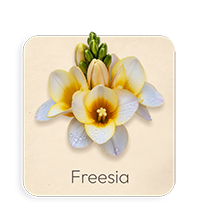Fresia