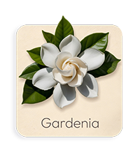 Gardenia