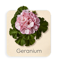 Geranio