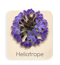 Eliotropio