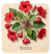 Ibisco
