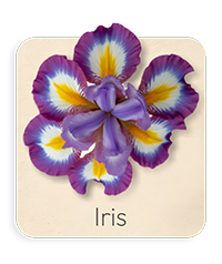Iris