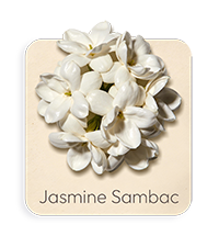 Gelsomino Sambac