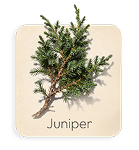 Ginepro