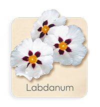 Labdano