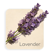 Lavanda