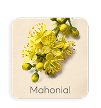Mahonial