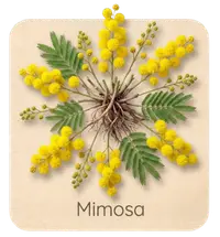 Mimosa