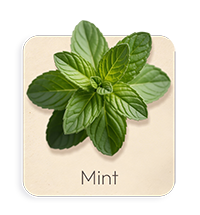 Menta Romana