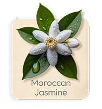 Gelsomino del Marocco