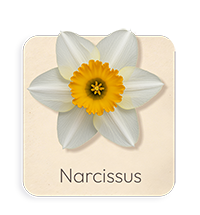 Narciso
