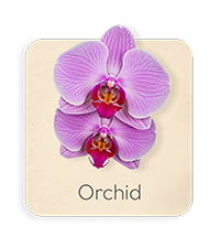 Orchidea