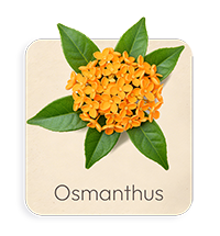 Osmanto
