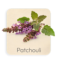 Patchouli