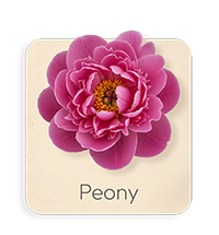 Peonia