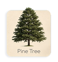 Pino