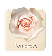 Pomarose