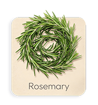 Rosmarino