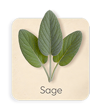 Salvia