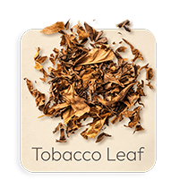 Foglia di Tabacco