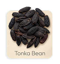 Fava Tonka