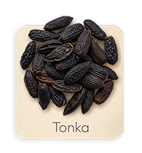 Fava Tonka
