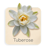 Tuberosa
