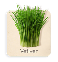 Vetiver