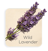 Lavanda Selvatica