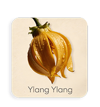 Ylang Ylang