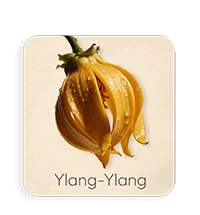 Ylang Ylang